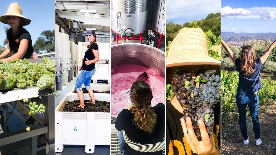 winemaking, wine country, wine region, vineyards
